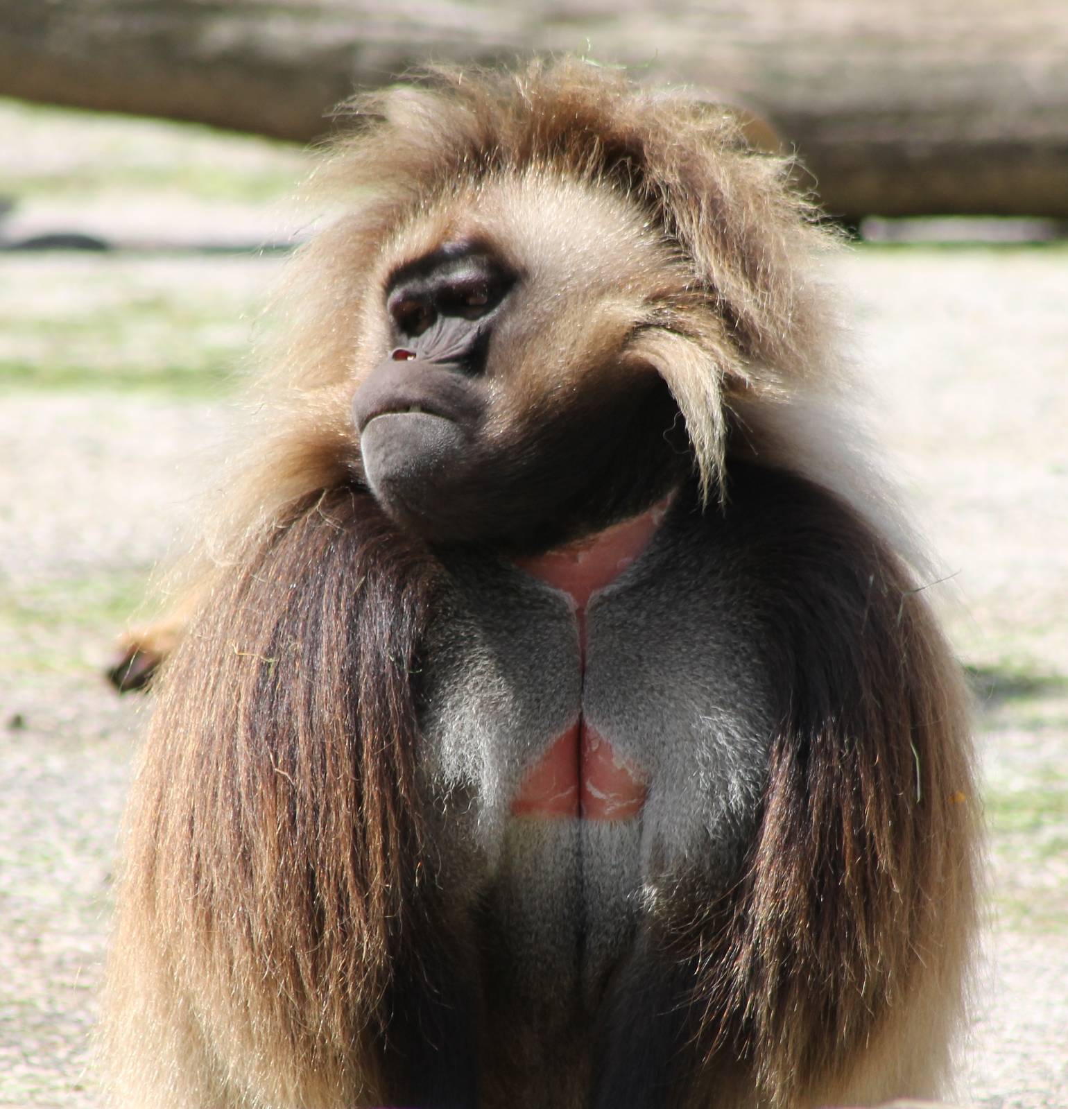 Gelada male