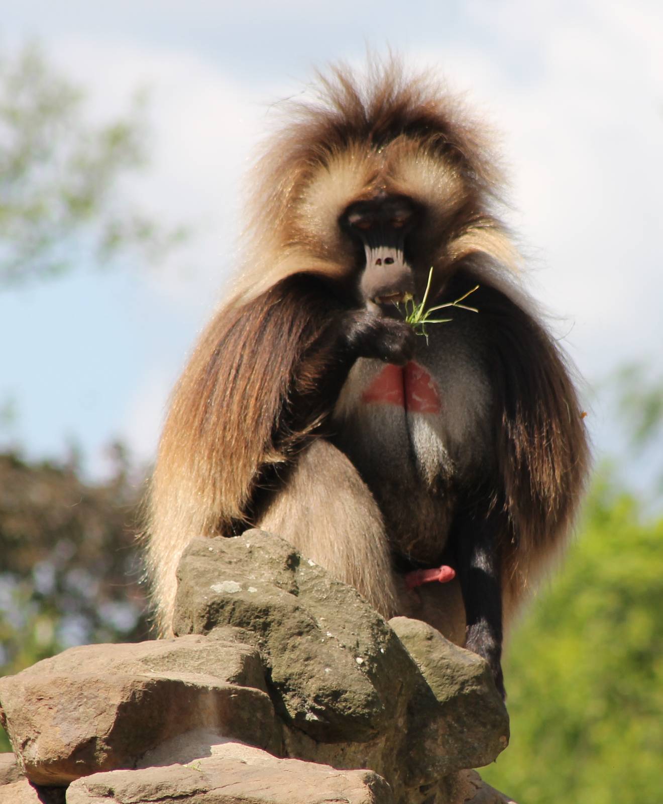 Gelada male