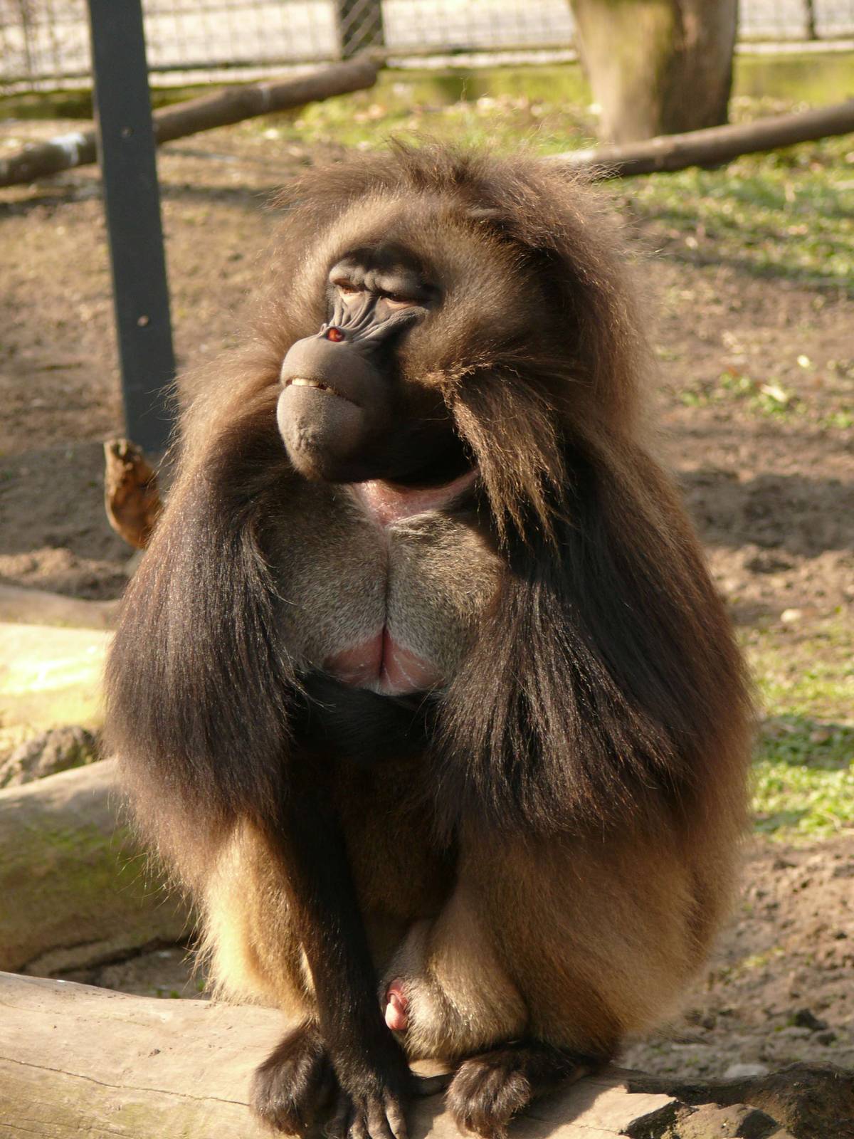 Gelada male