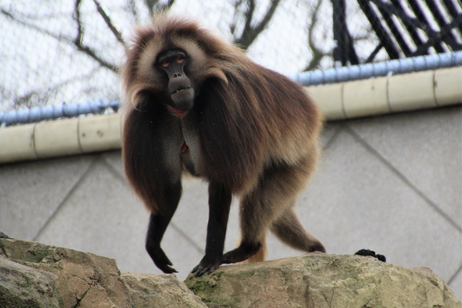 Gelada Male