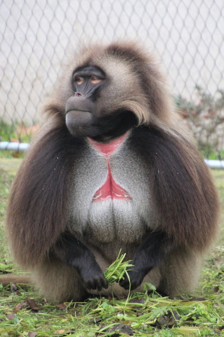 Gelada Male