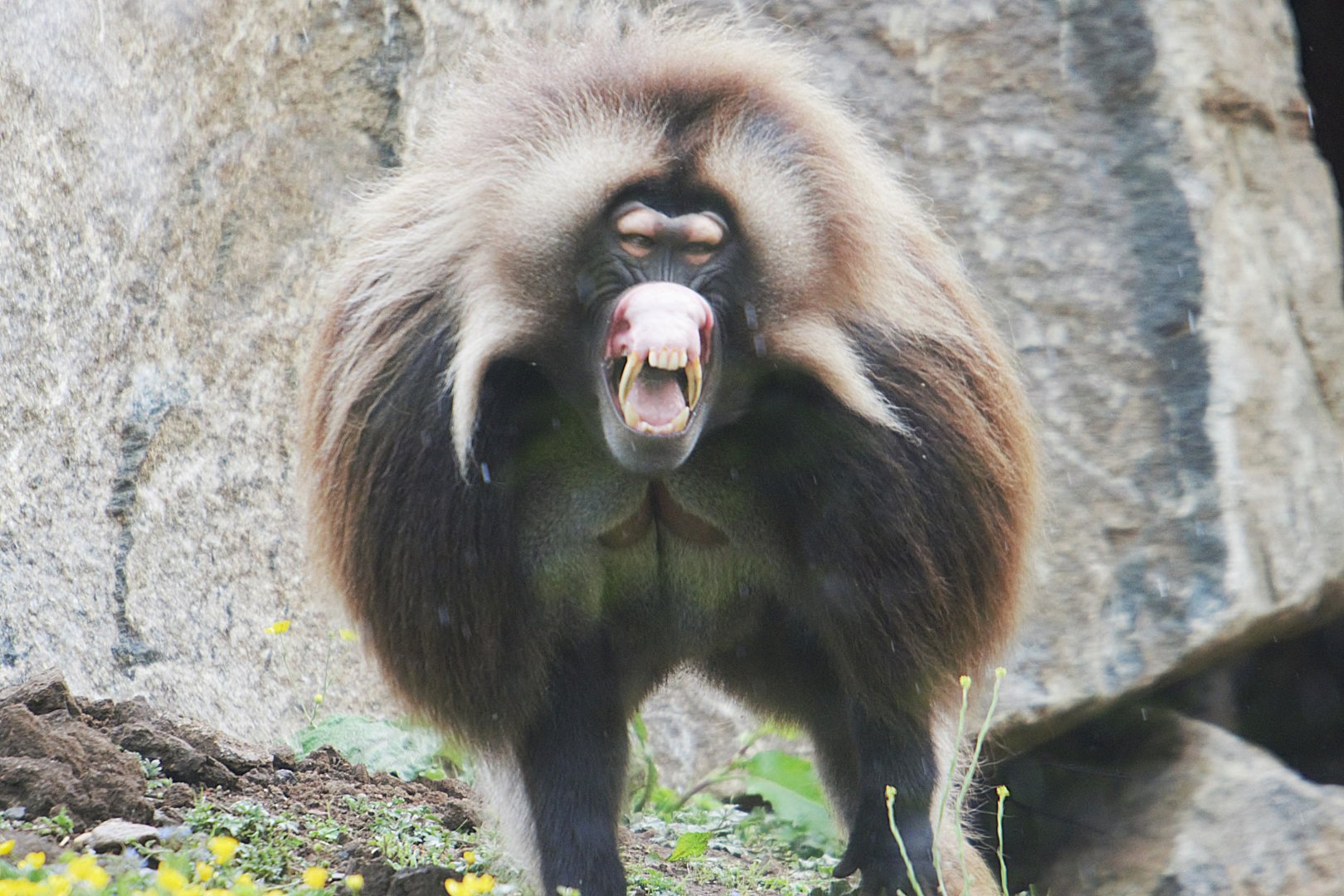 Gelada Male