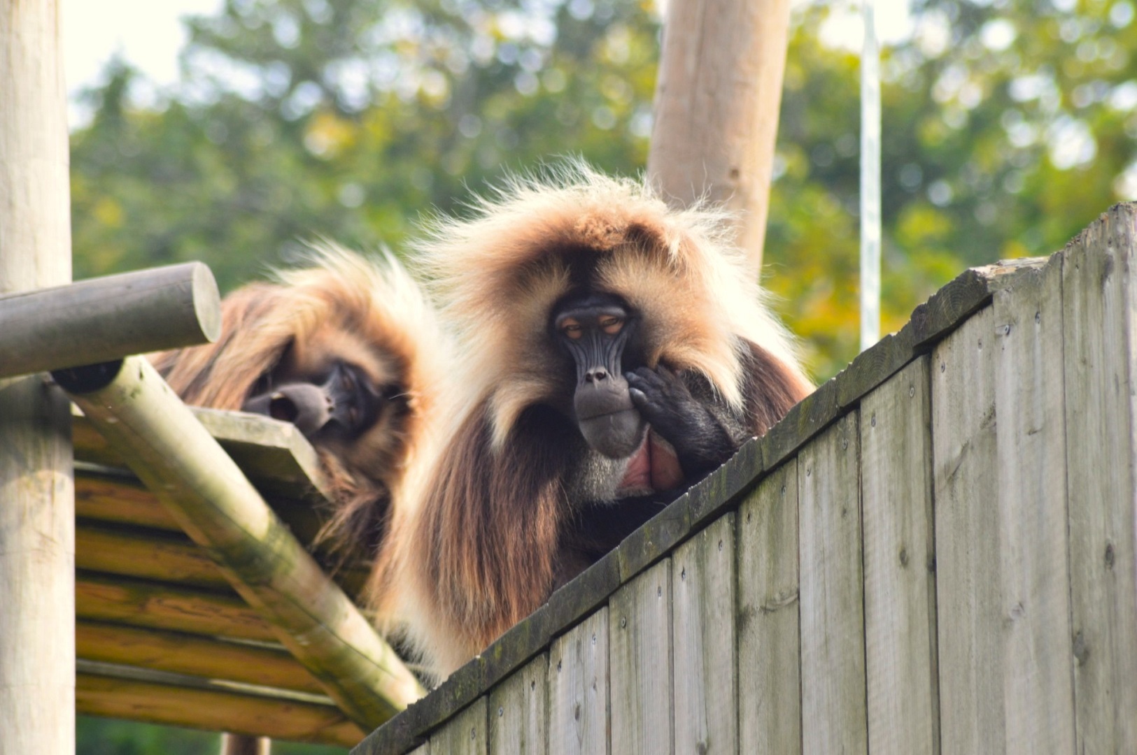 Gelada males