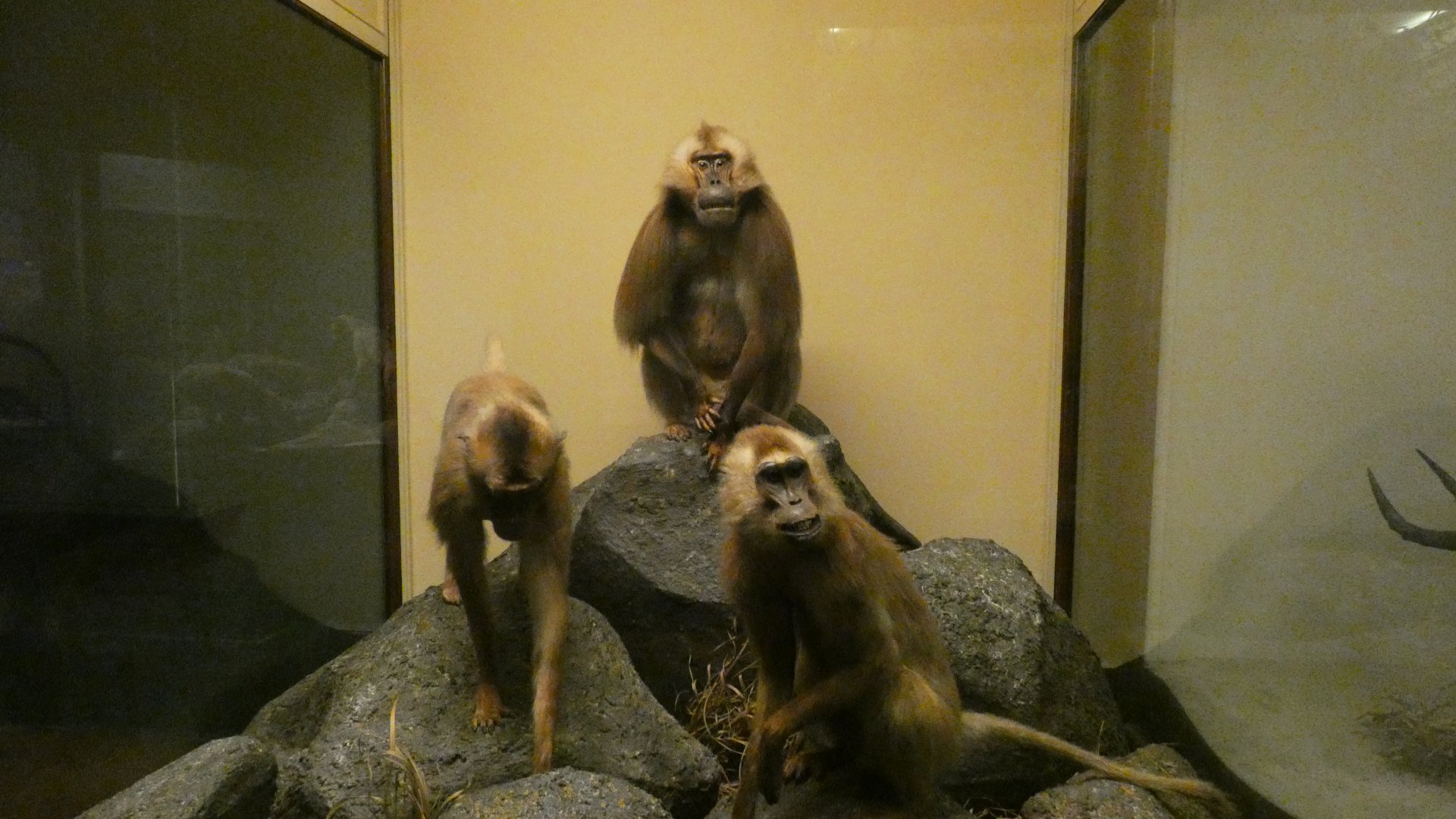 Gelada, Mammals of Africa - Feb. 2022