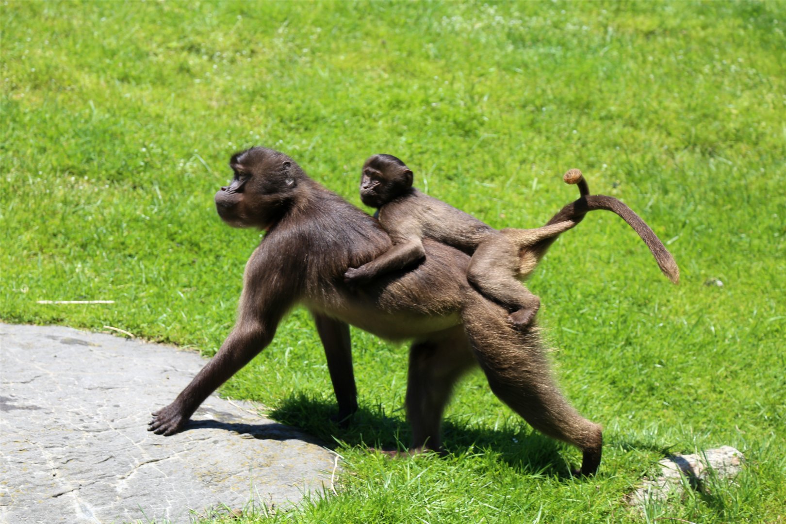 Gelada Mom and Child