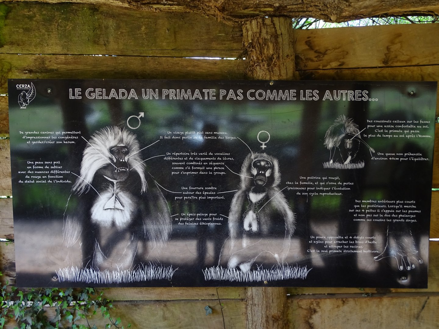 Gelada morphology sign