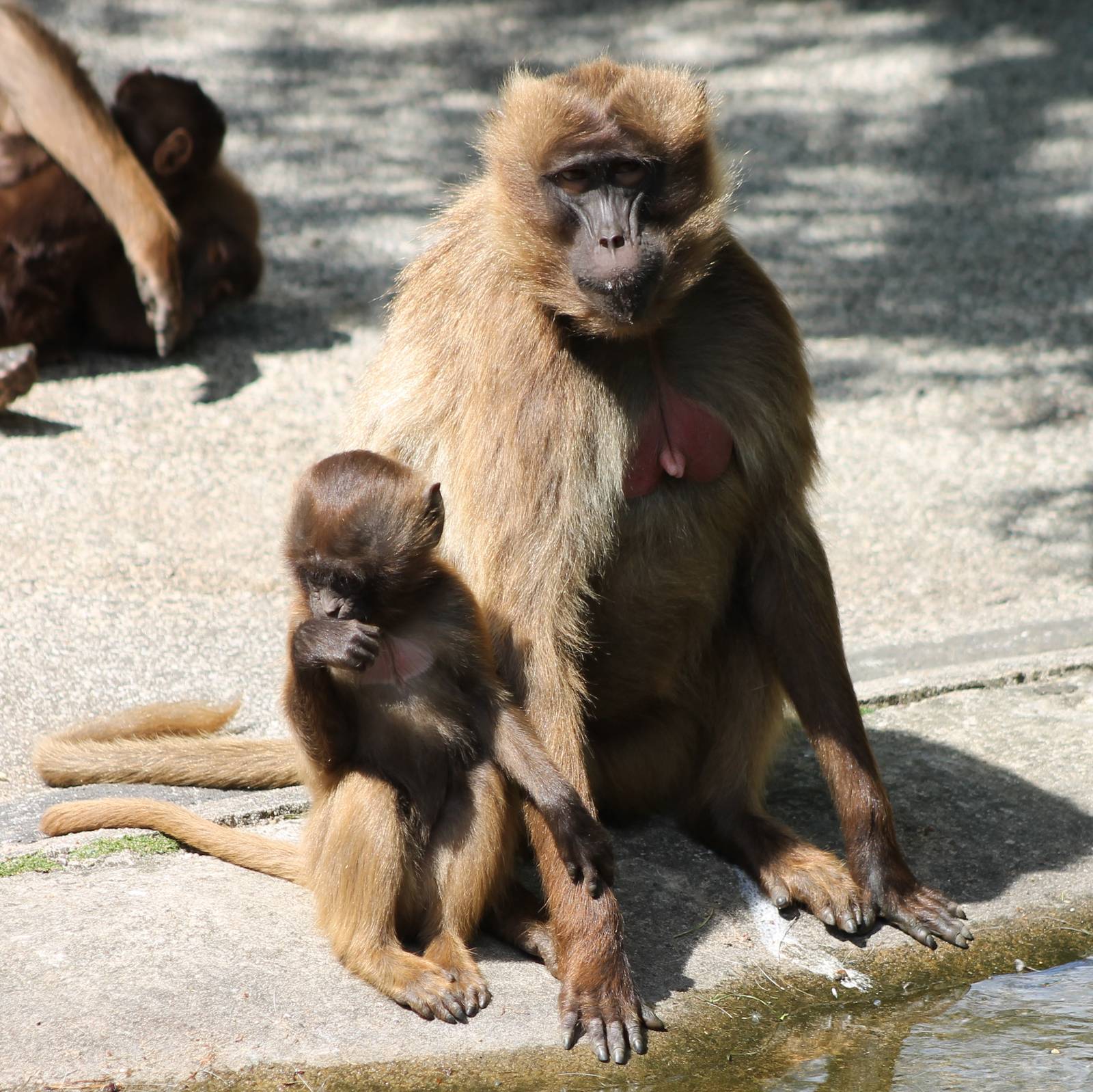 Gelada - mother and child