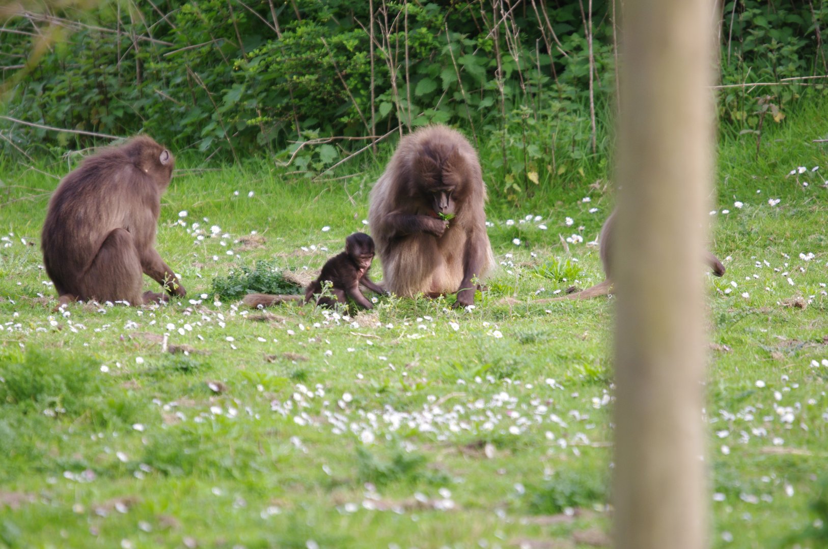 Gelada mum and baby- 12/4/2024
