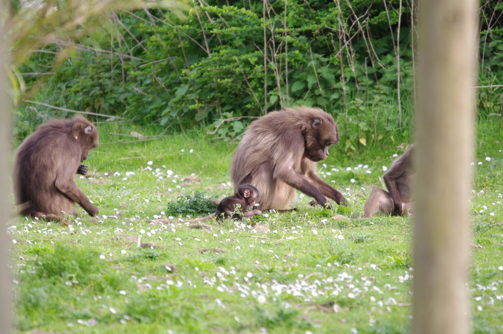 Gelada mum and baby- 12/4/2024