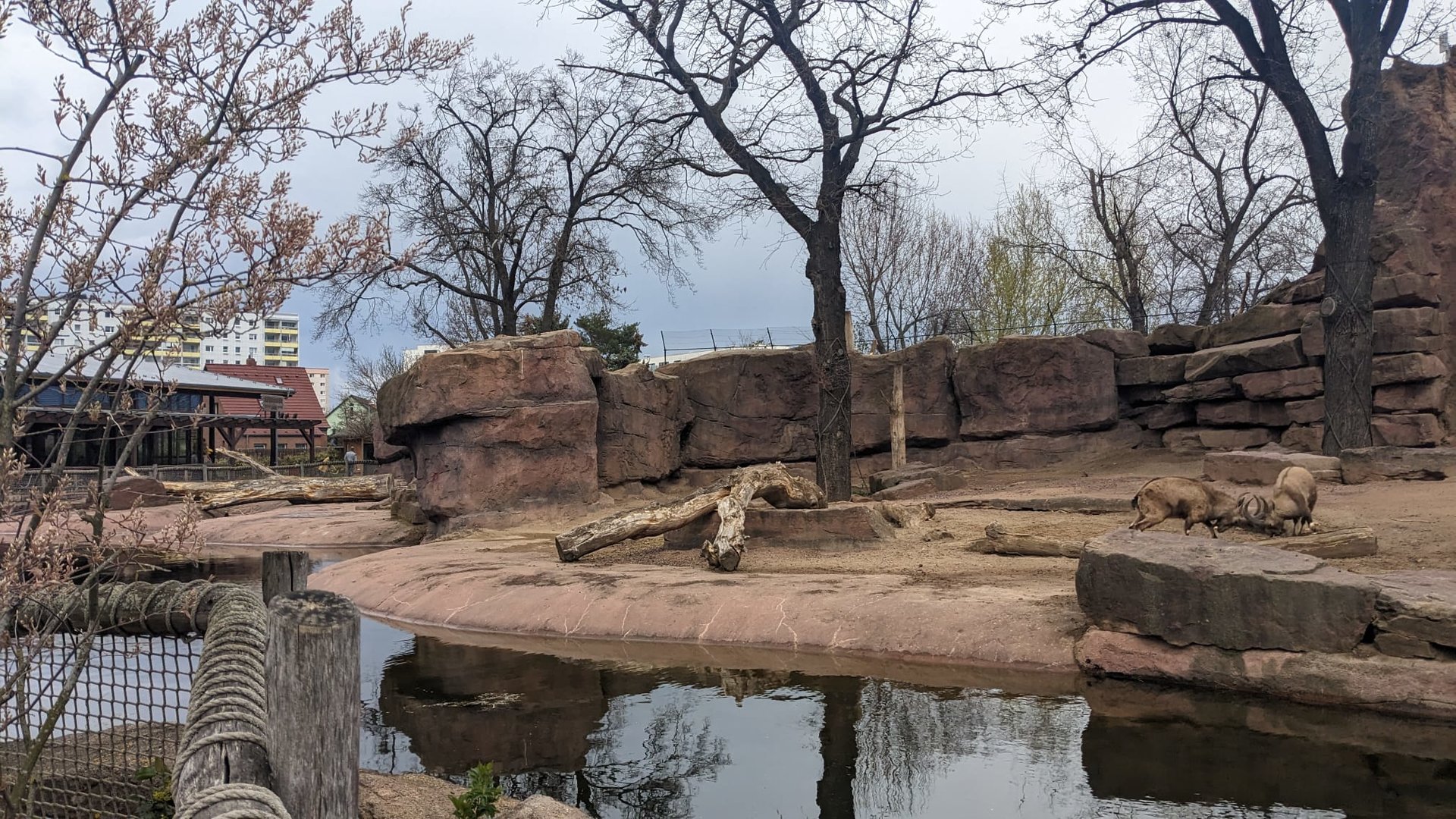 Gelada, Nubian Ibex and Rock Hyrax Enclosure.