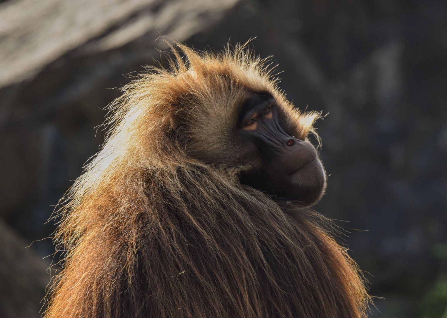 Gelada (October 2020)