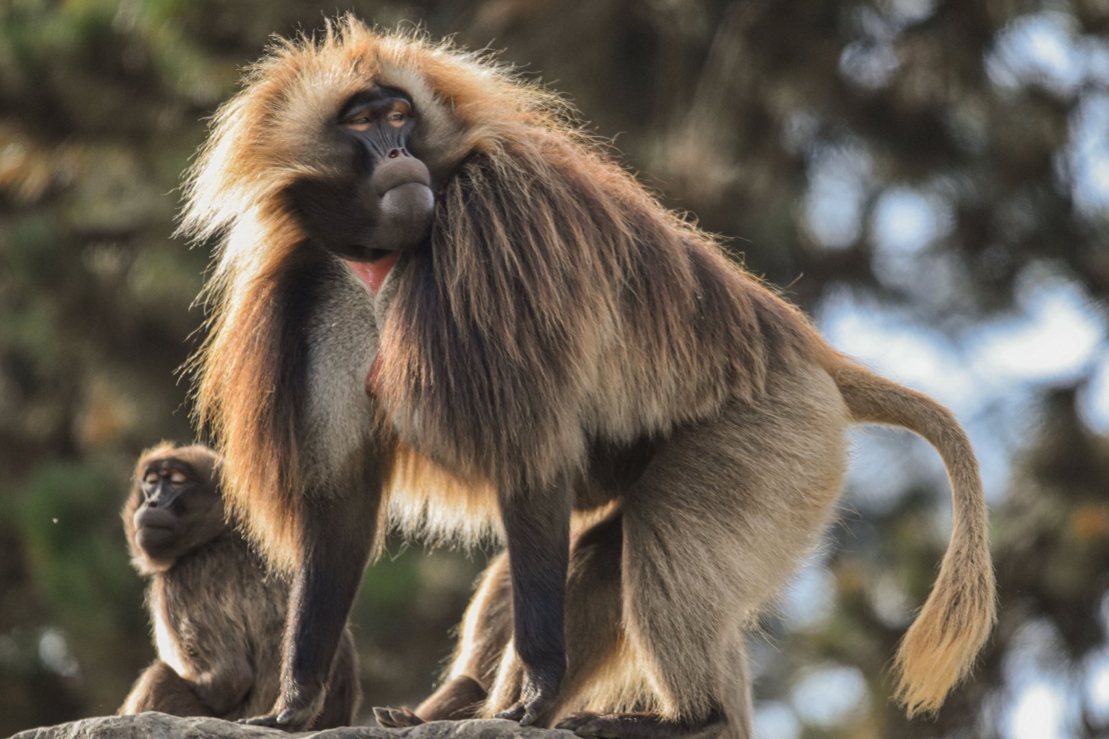 Gelada (October 2020)
