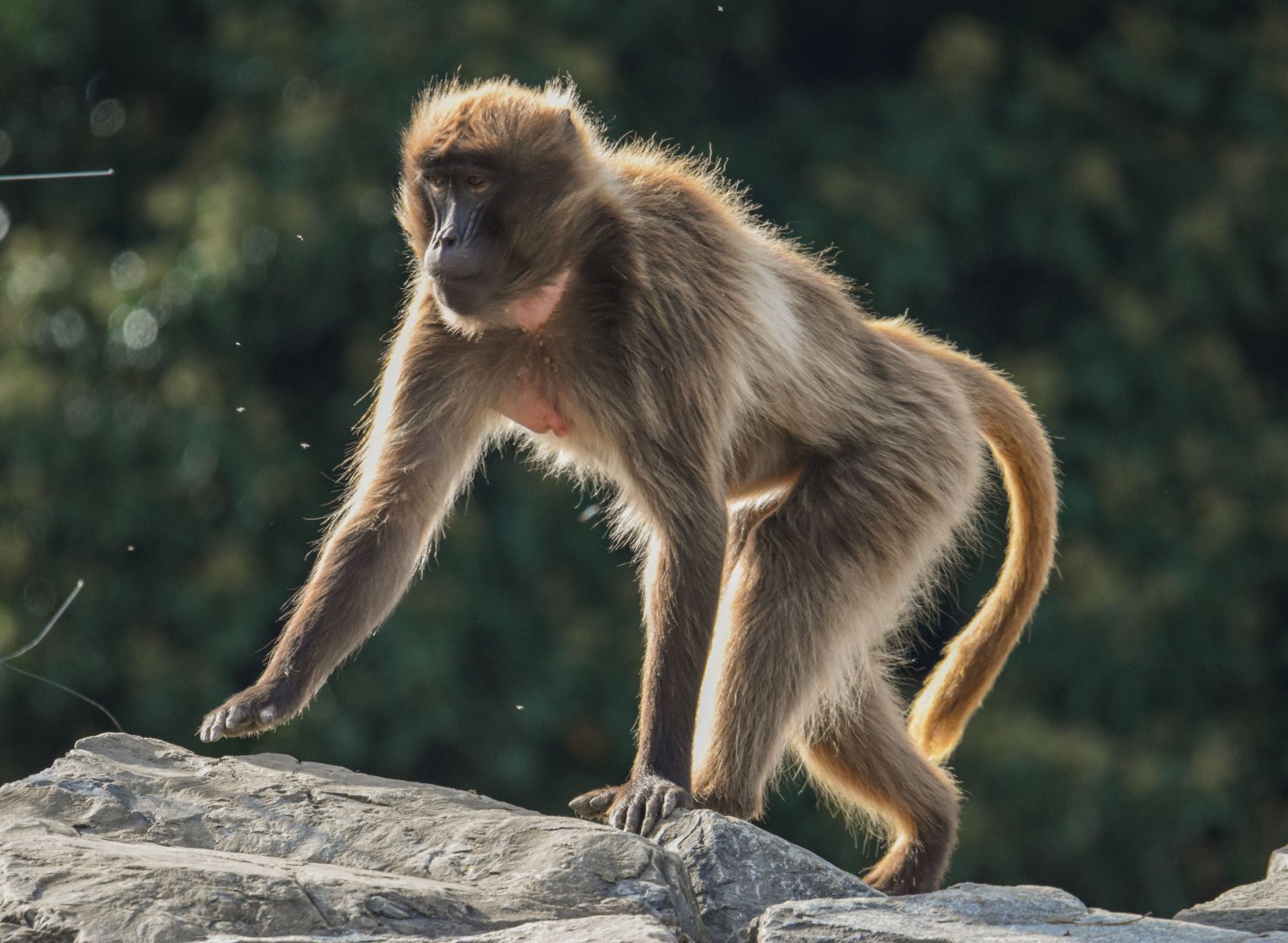 Gelada (October 2020)