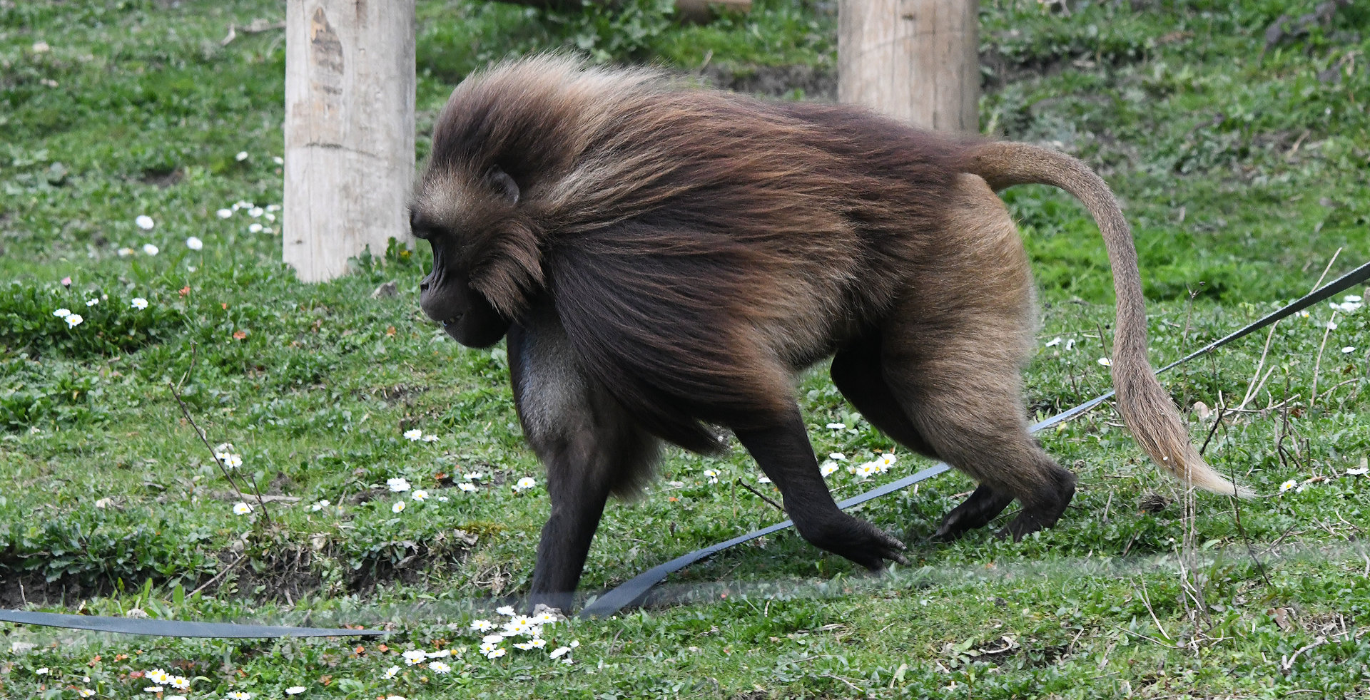 Gelada on the move