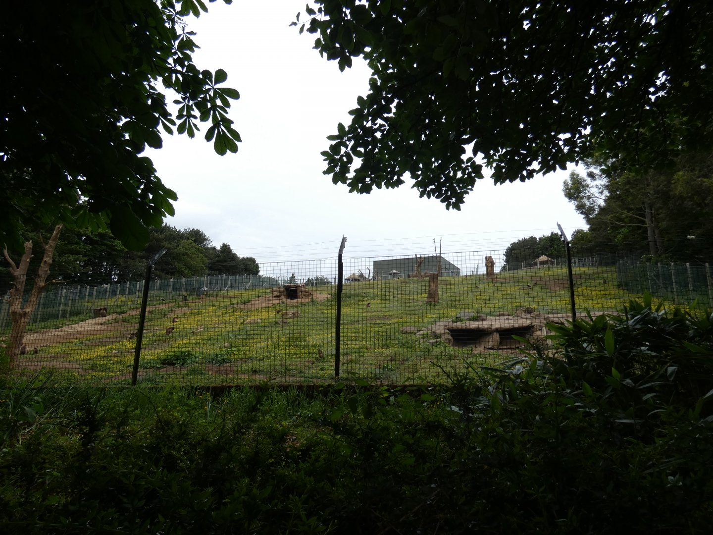 Gelada outdoor enclosure