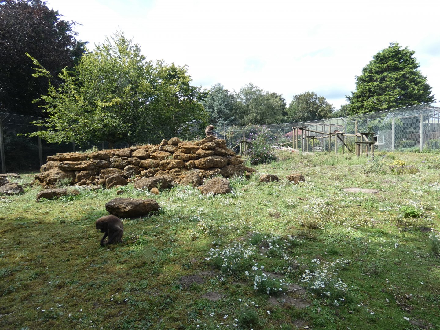 Gelada outdoor enclosure