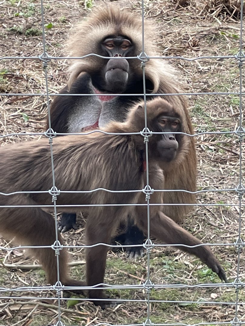 Gelada Pair