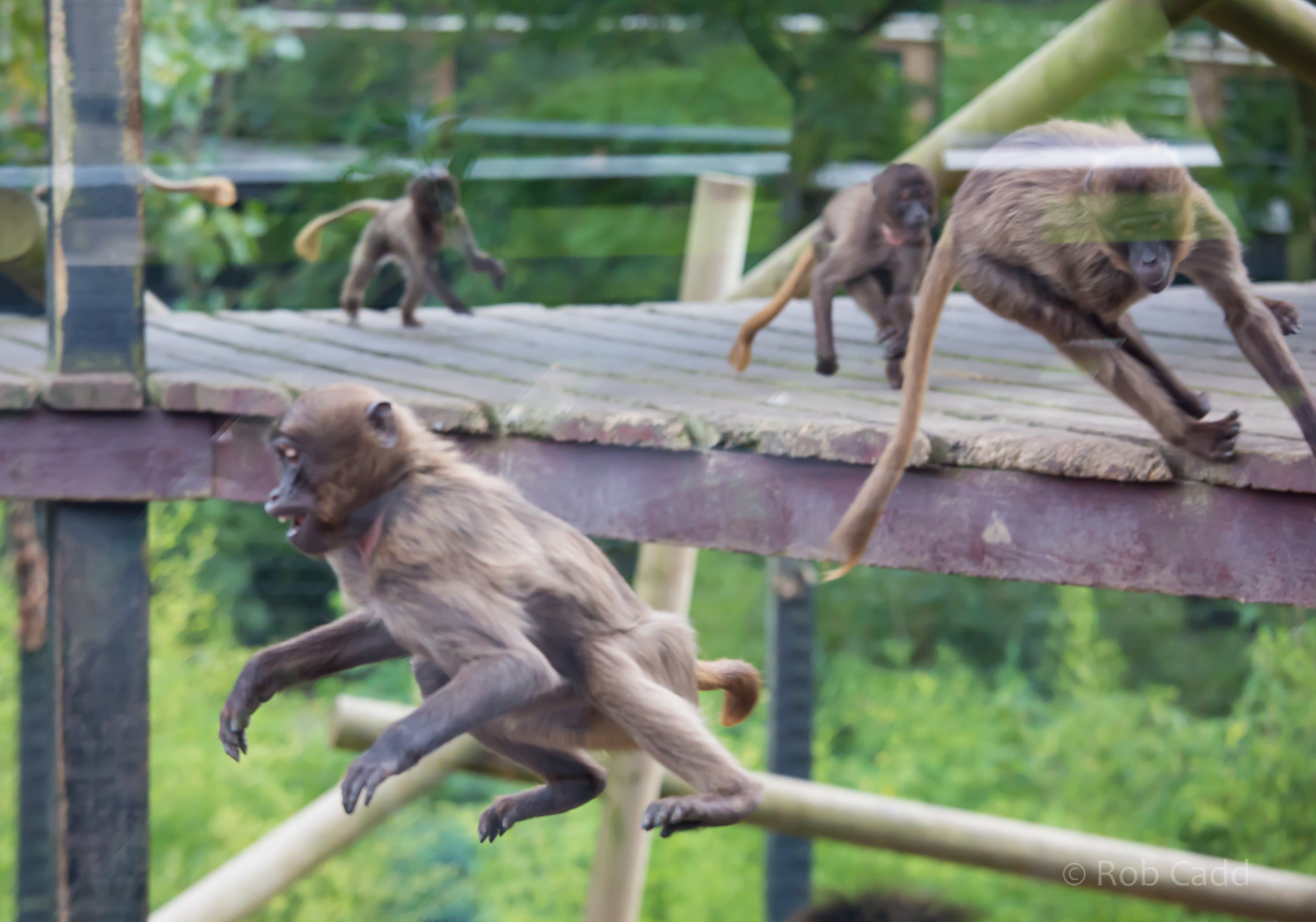 Gelada (play) : Colchester : 22 Aug 2014