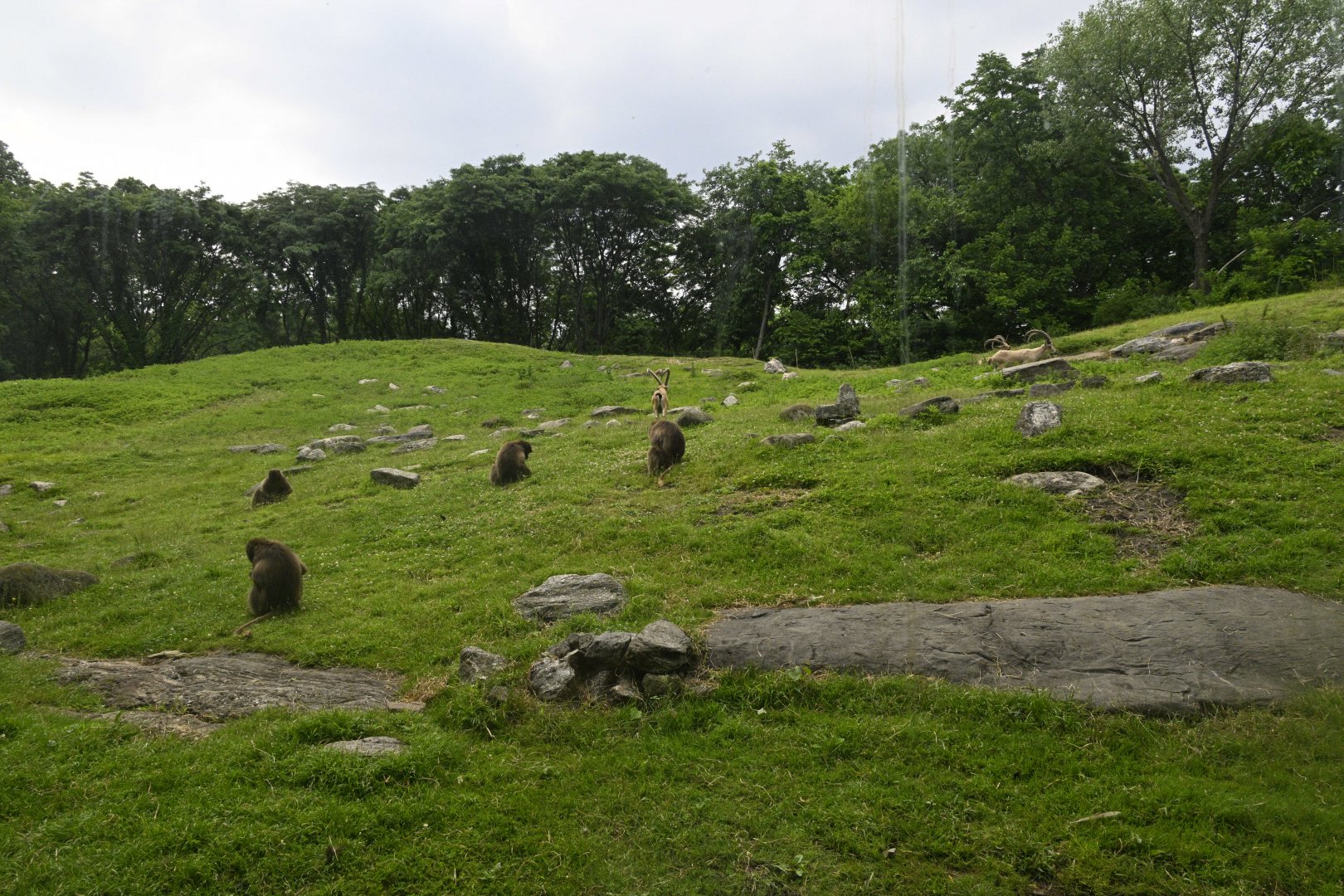 Gelada Reserve - Exhibit