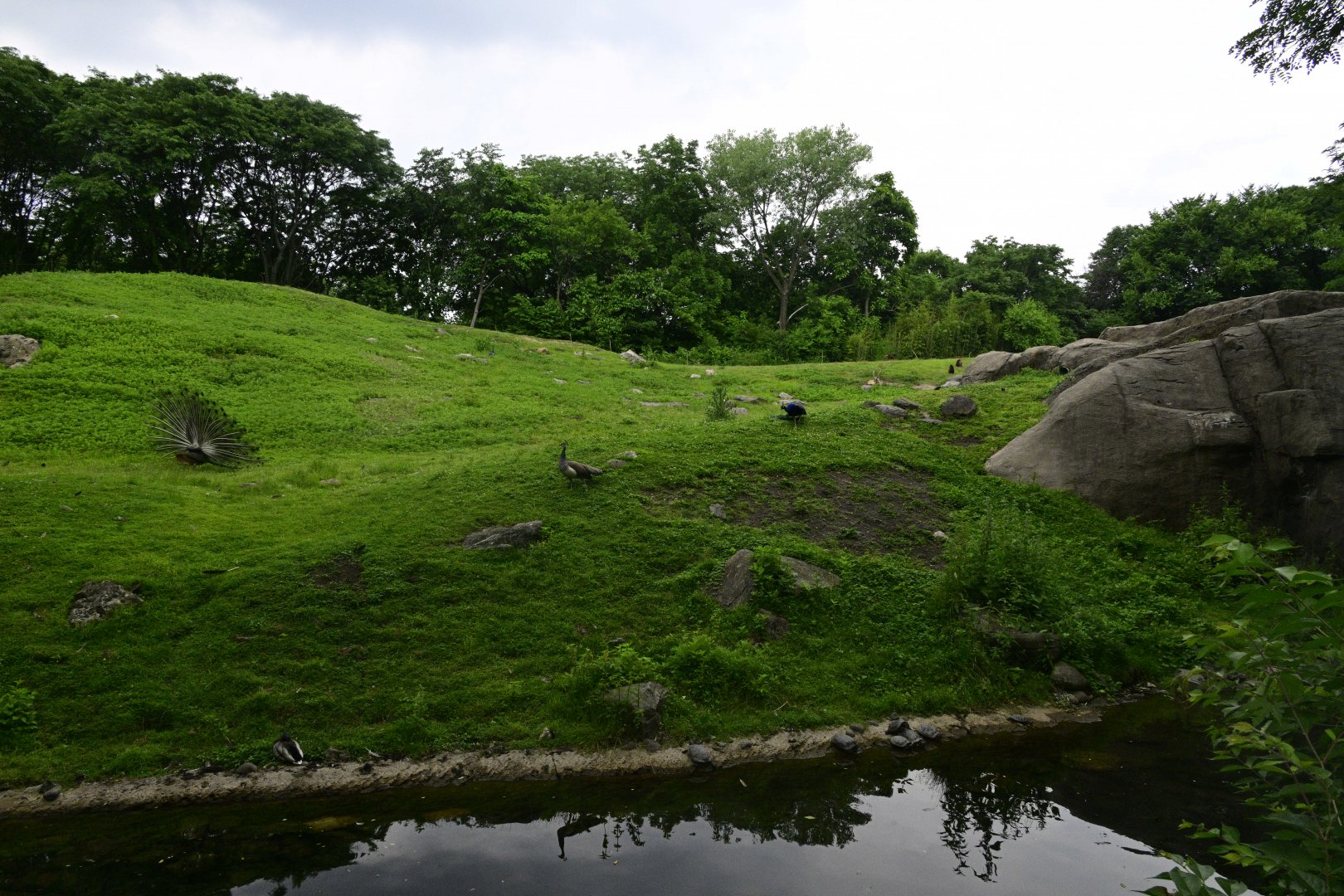 Gelada Reserve - Exhibit