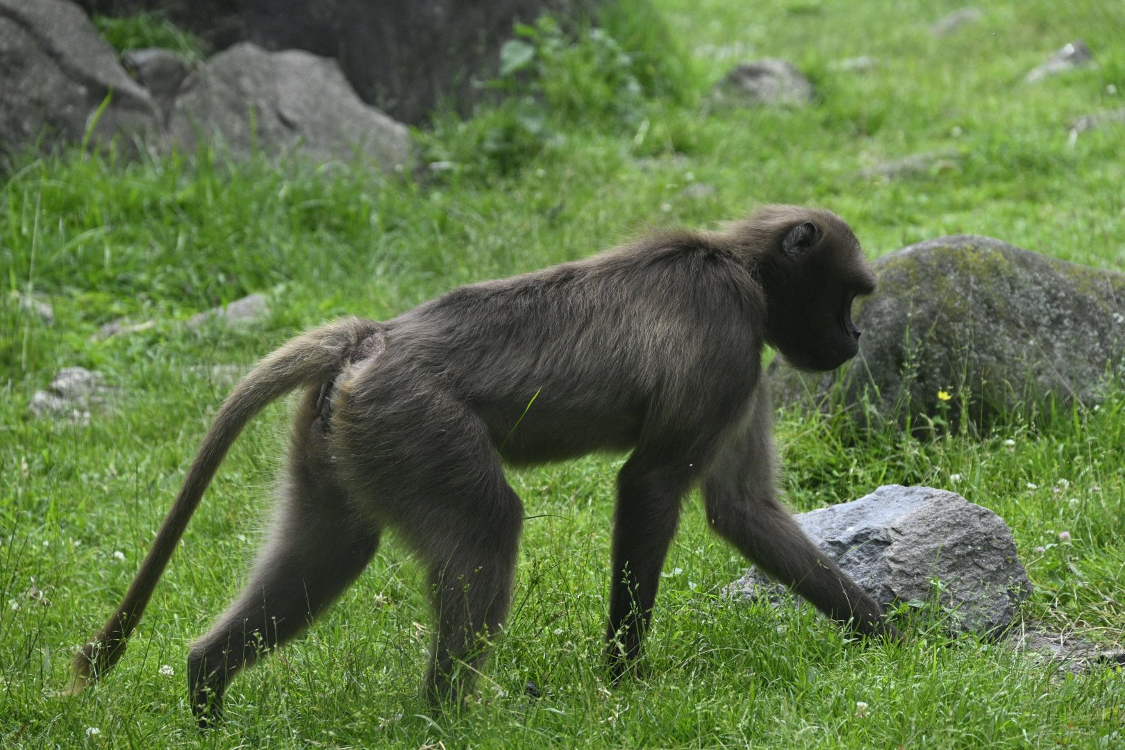 Gelada Reserve - Gelada (Theropithecus gelada)