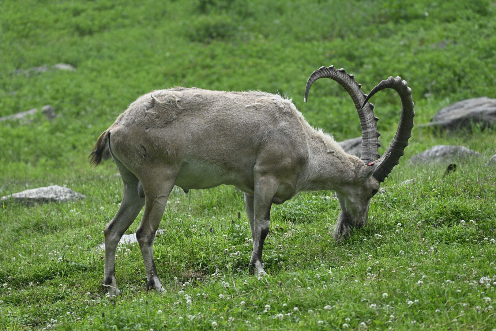 Gelada Reserve - Nubian Ibex (Capra nubiana)