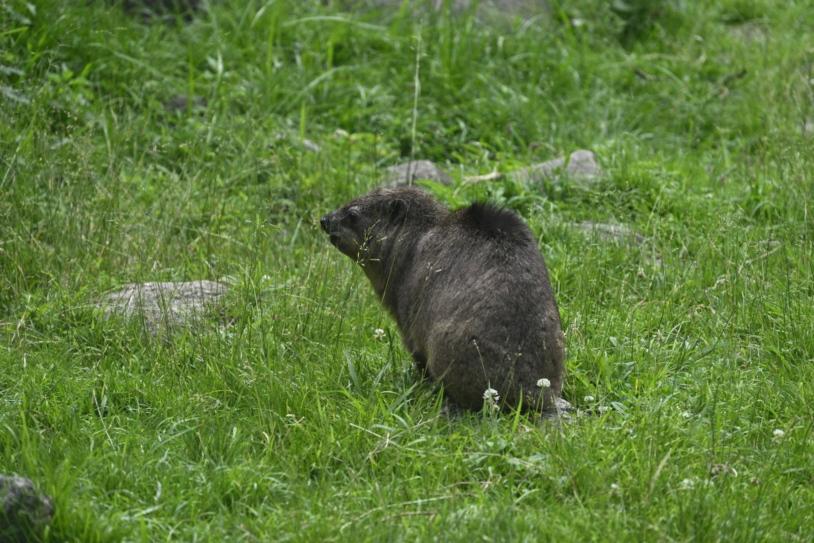 Gelada Reserve - Rock Hyrax (Procavia capensis)