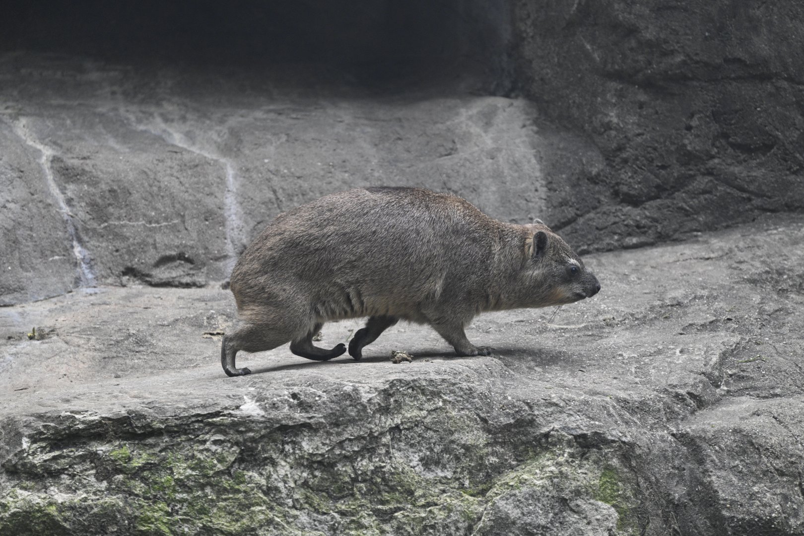 Gelada Reserve - Rock Hyrax (Procavia capensis)