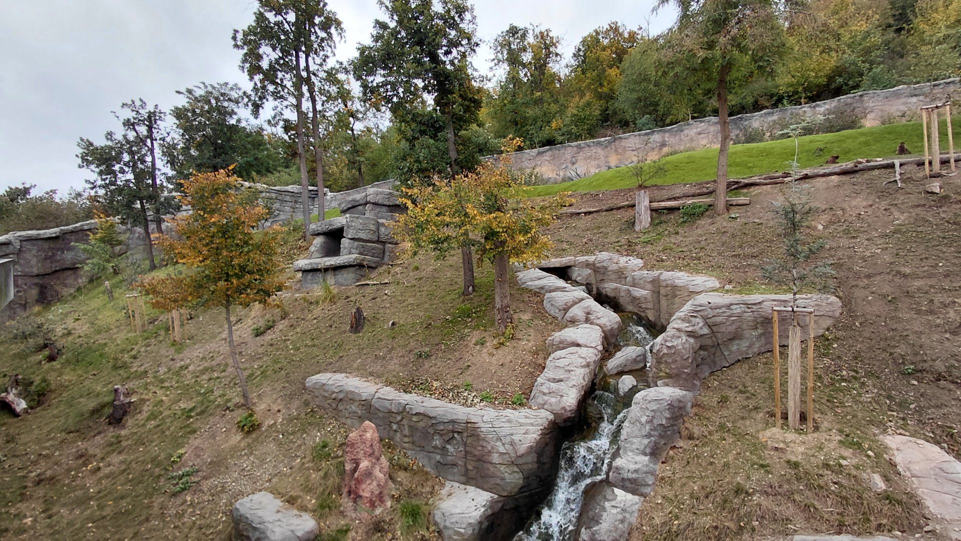 Gelada + rock hyrax exhibit