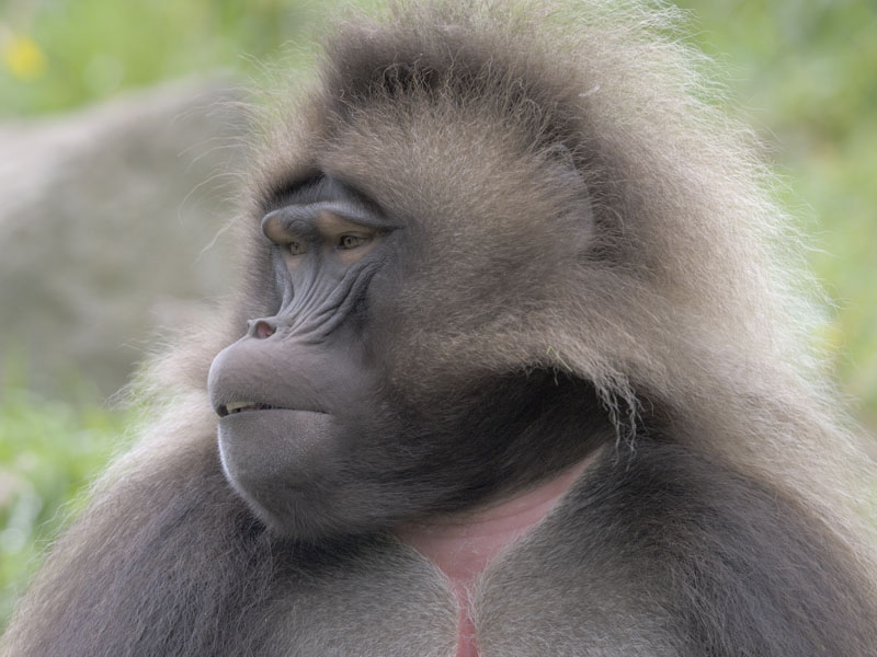 Gelada (semi-profile)