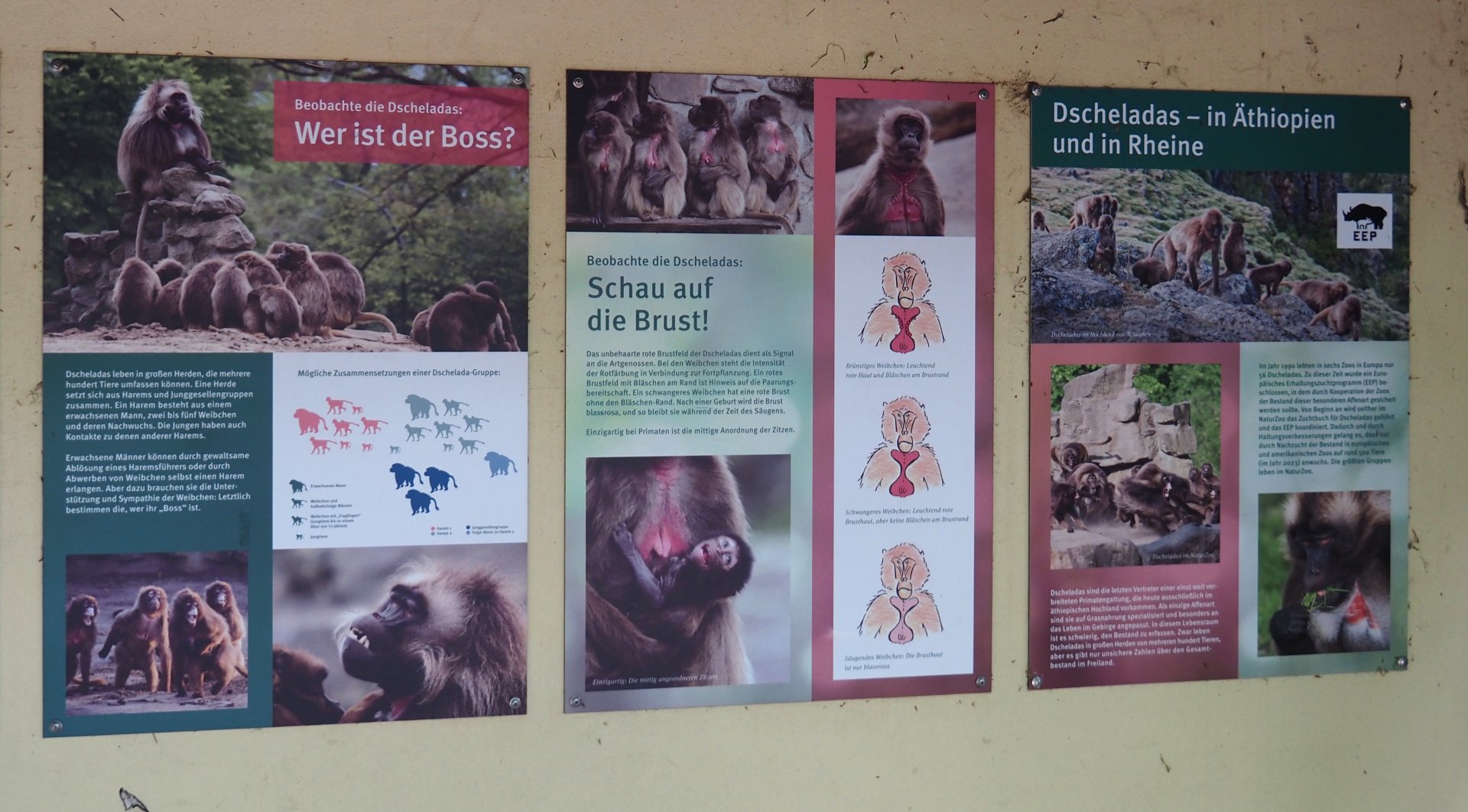Gelada signage, 2025-05-22