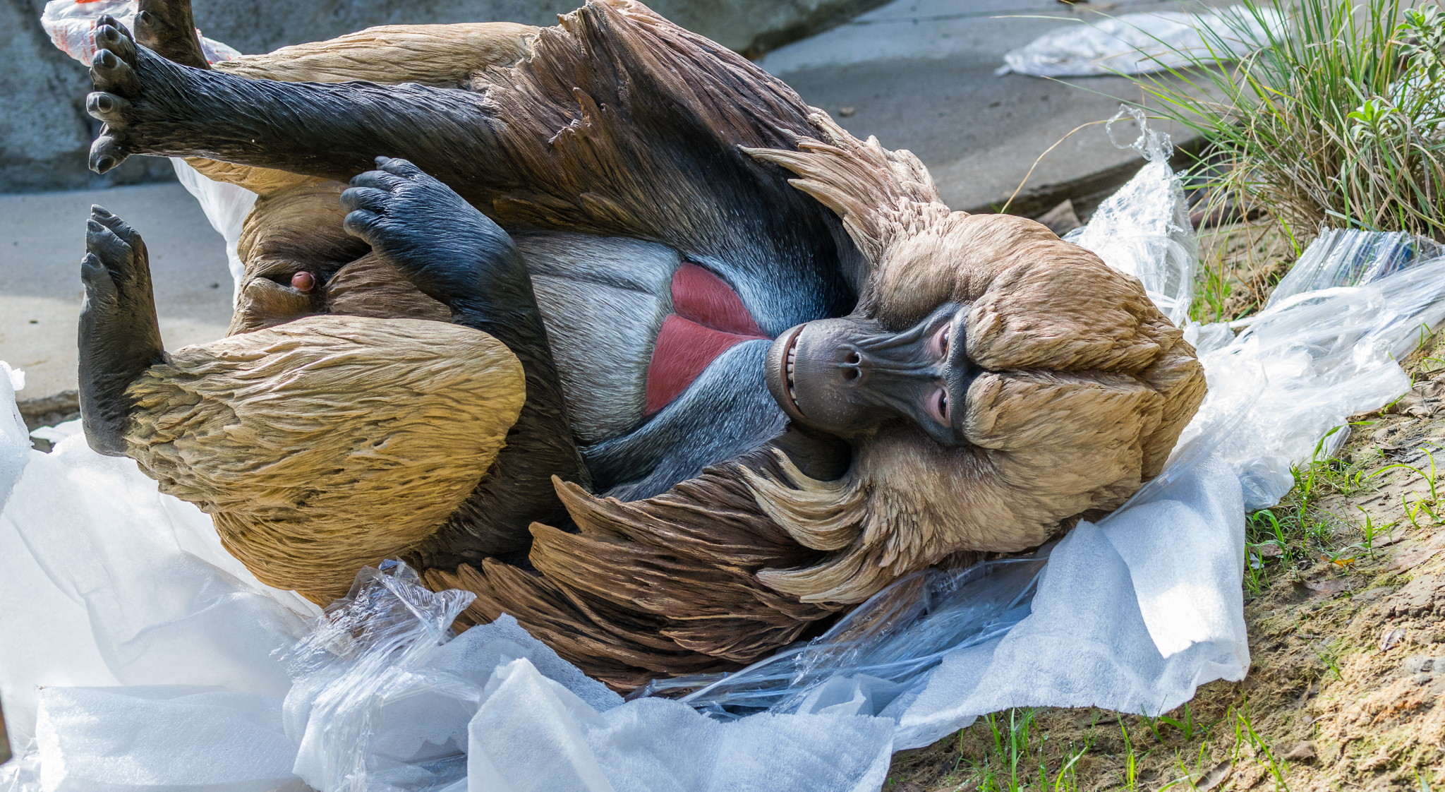 Gelada statue waiting to be installed.