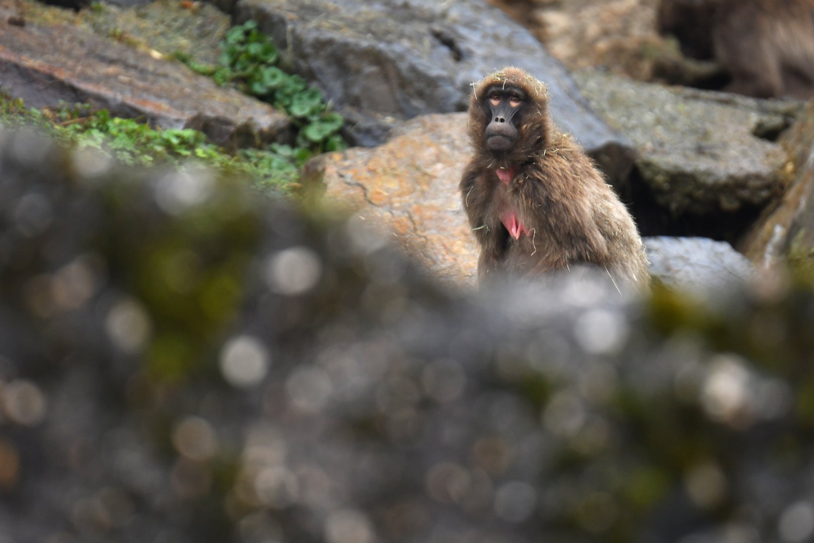 Gelada (Thercopithecus gelada)