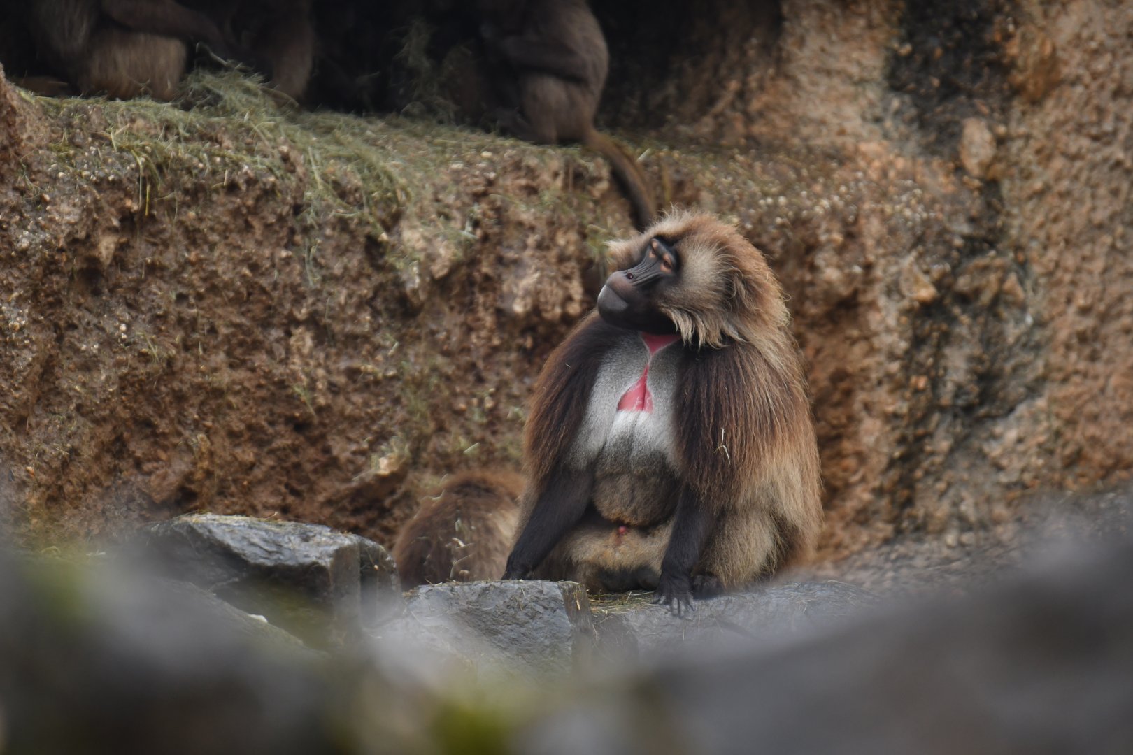 Gelada (Thercopithecus gelada)