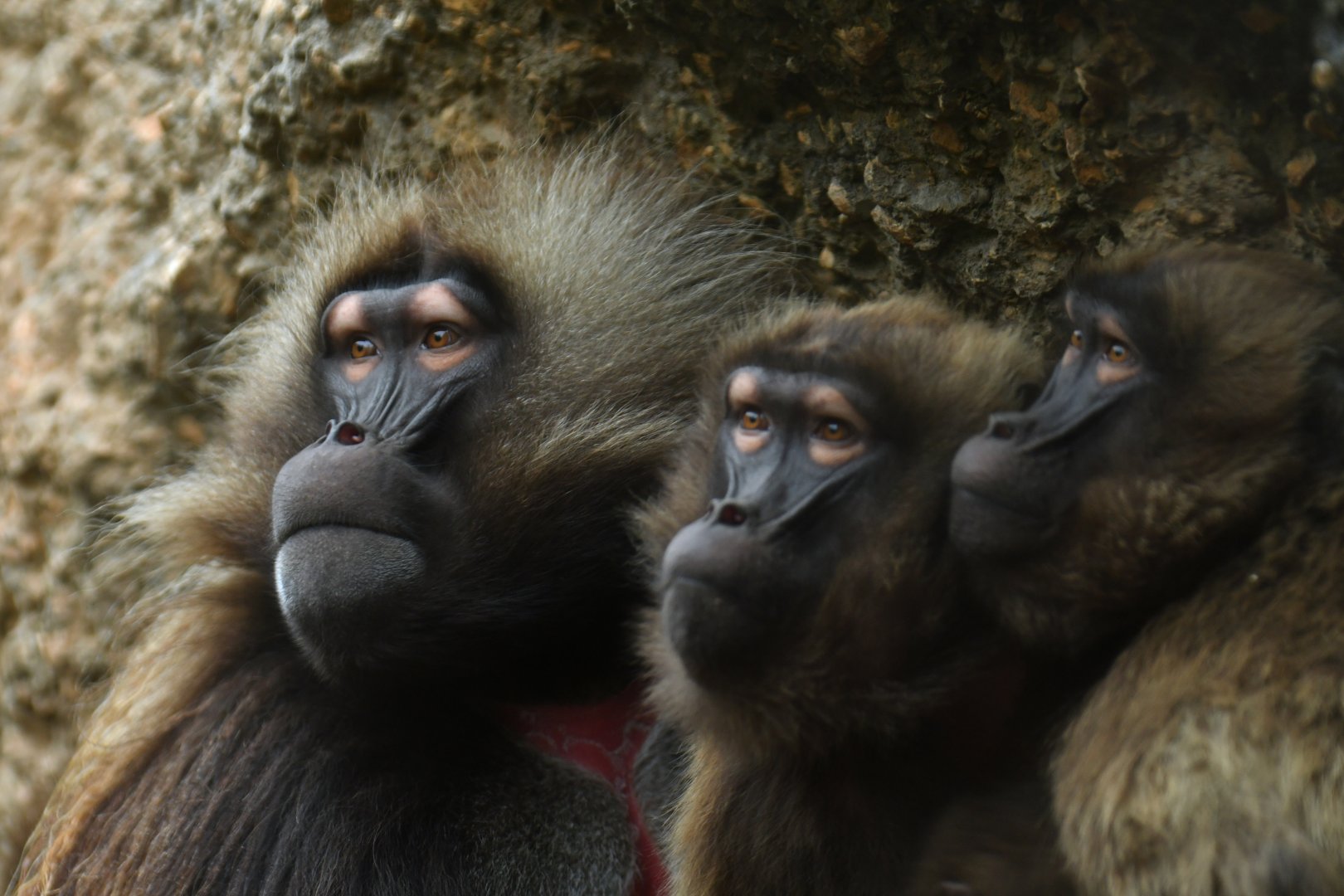 Gelada (Thercopithecus gelada)