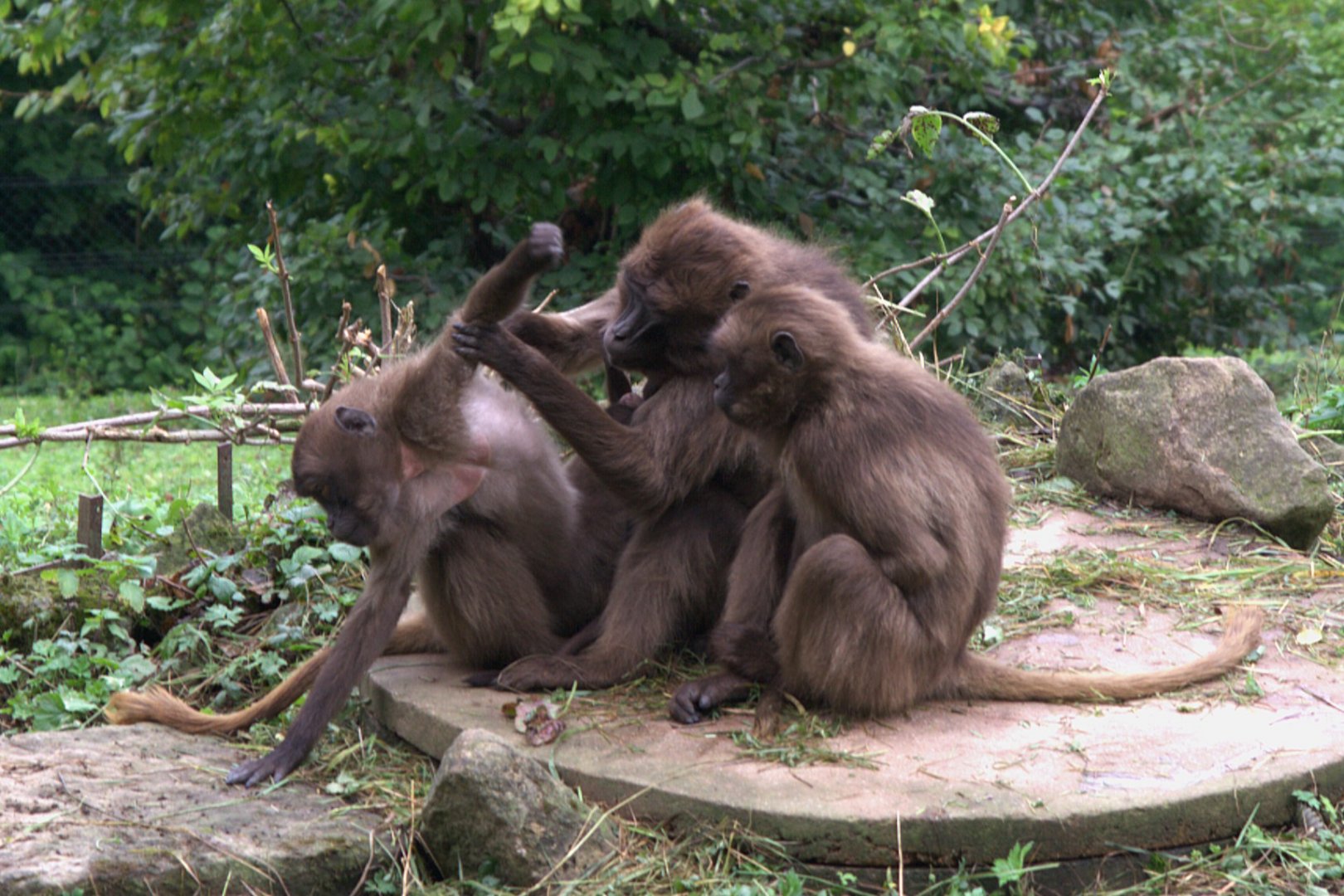 Gelada (Theropithecus gelada), 11-09-25