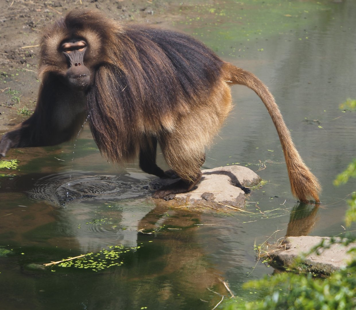 Gelada (Theropithecus gelada), 2024-06-30