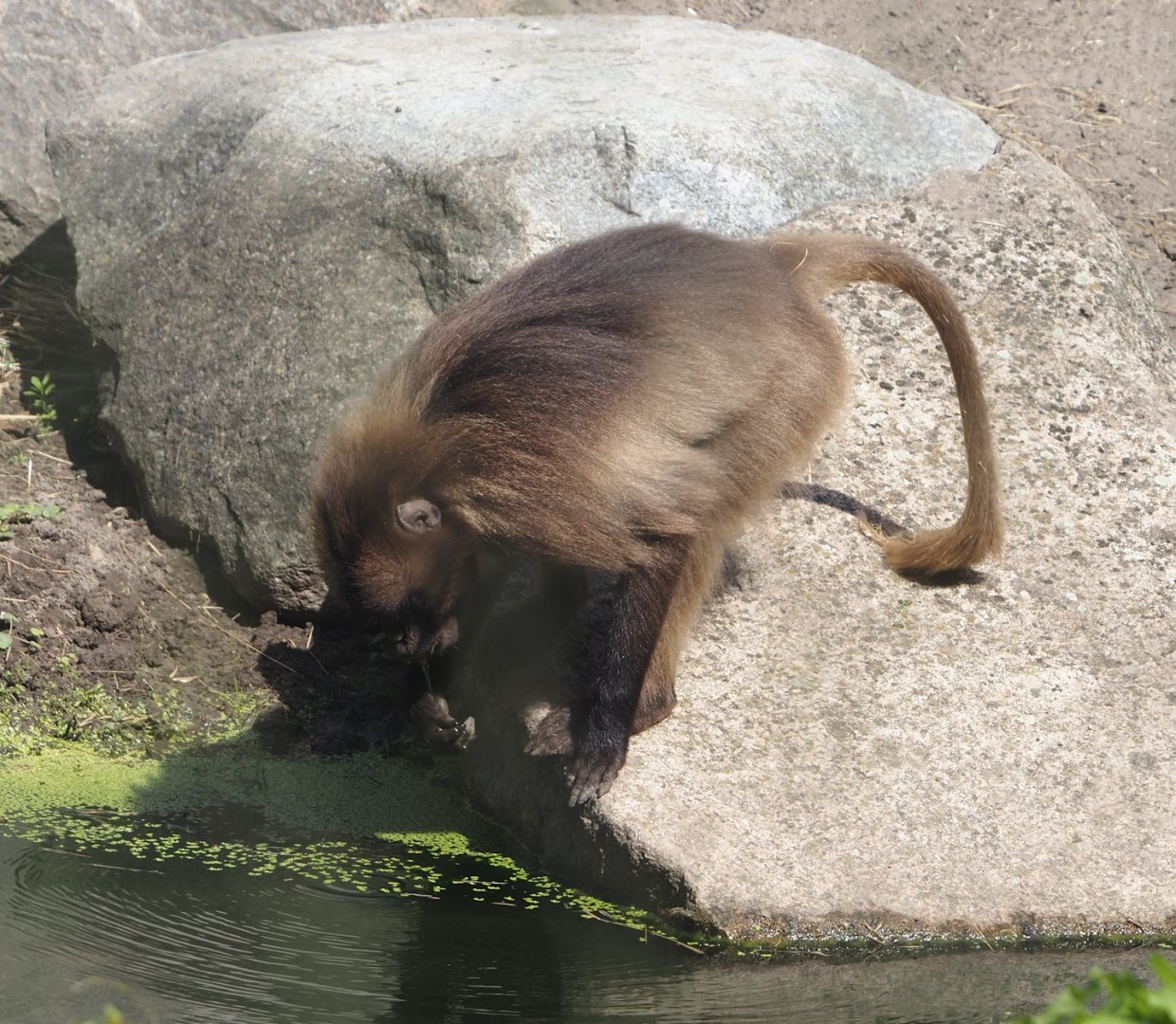 Gelada (Theropithecus gelada), 2024-06-30