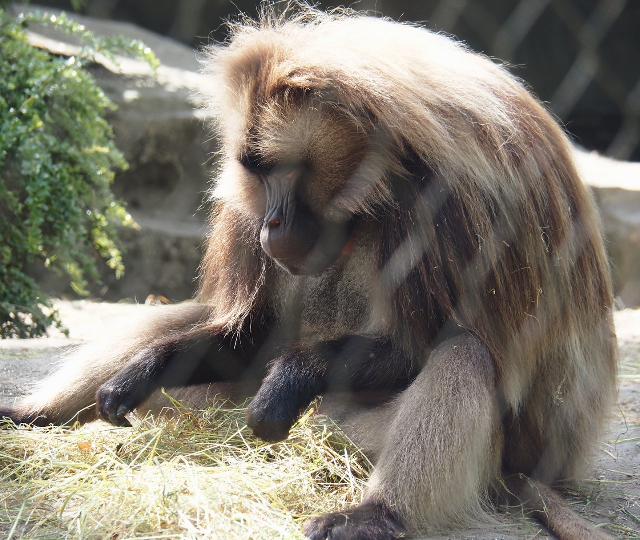 Gelada (Theropithecus gelada), 2024-06-30