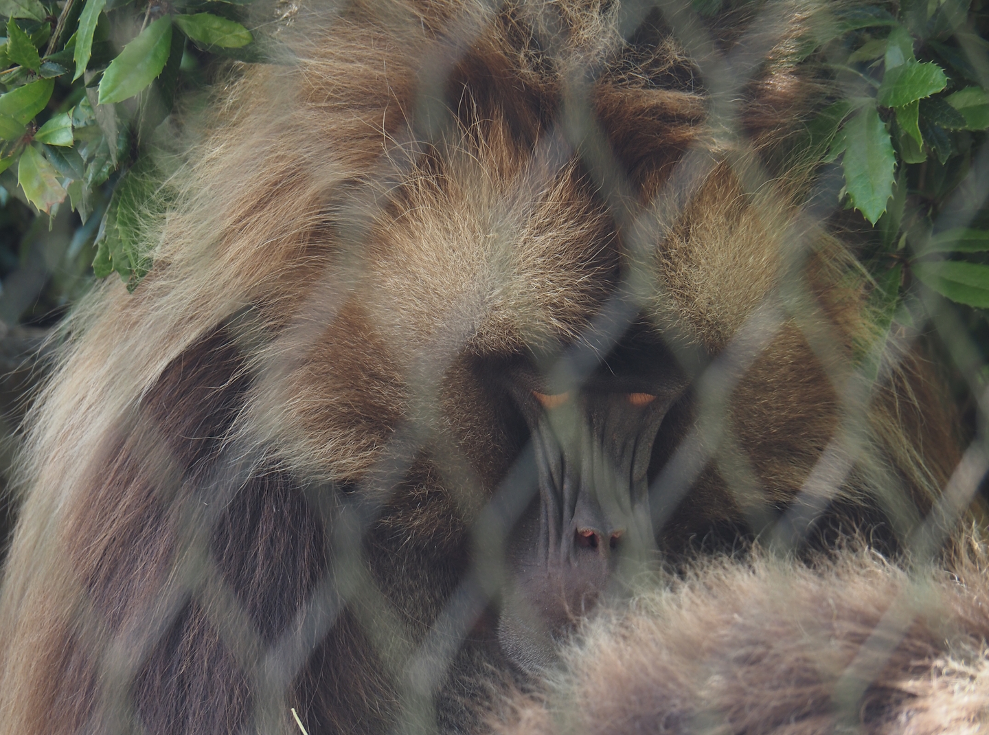 Gelada (Theropithecus gelada), 2024-06-30
