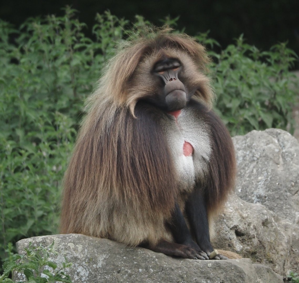 Gelada (Theropithecus gelada), 2025-05-22