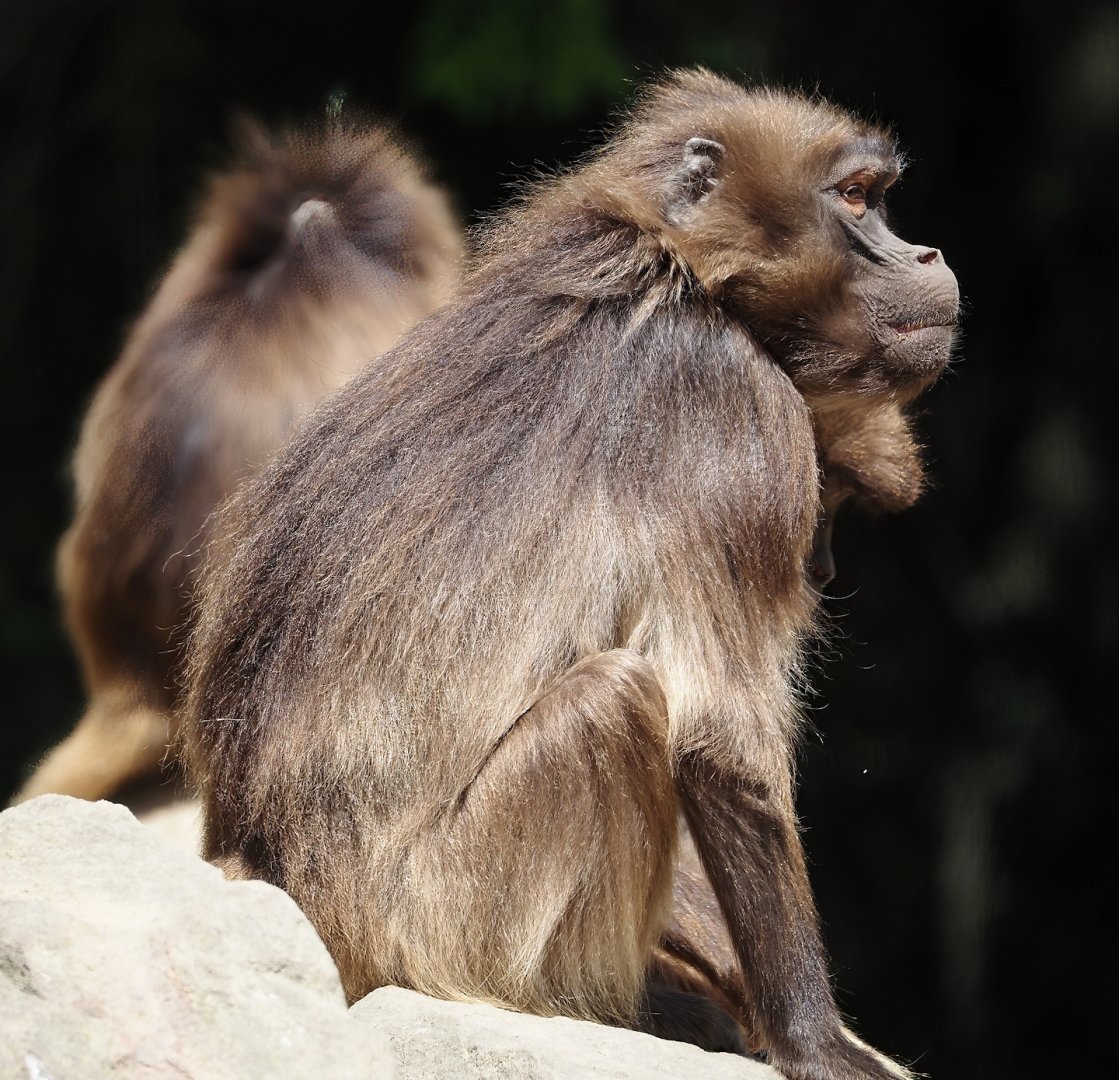 Gelada (Theropithecus gelada), 2025-05-22