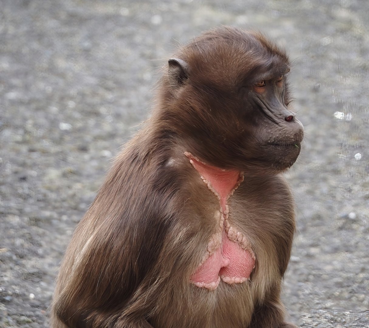 Gelada (Theropithecus gelada), 2025-05-22