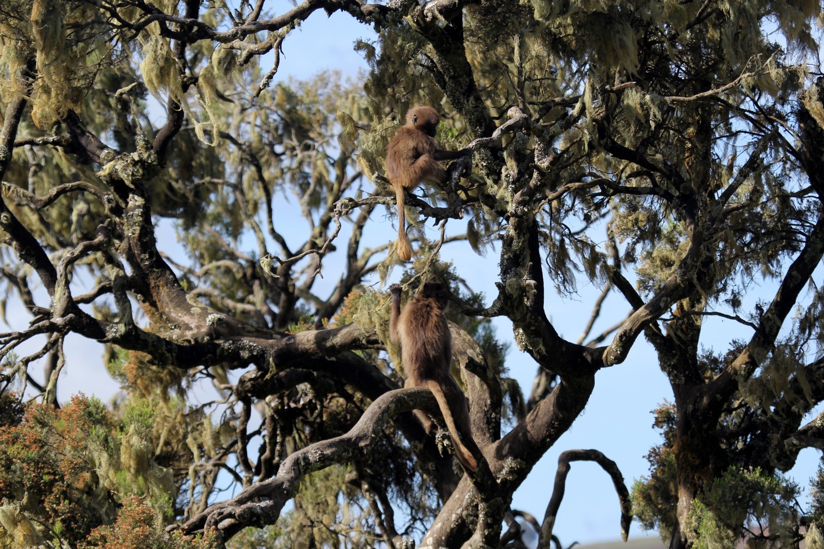 gelada (Theropithecus gelada) in the tree