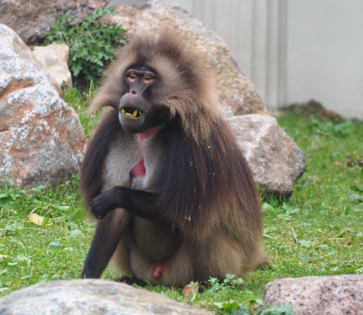 Gelada (Theropithecus gelada), Nov 10th, 2018