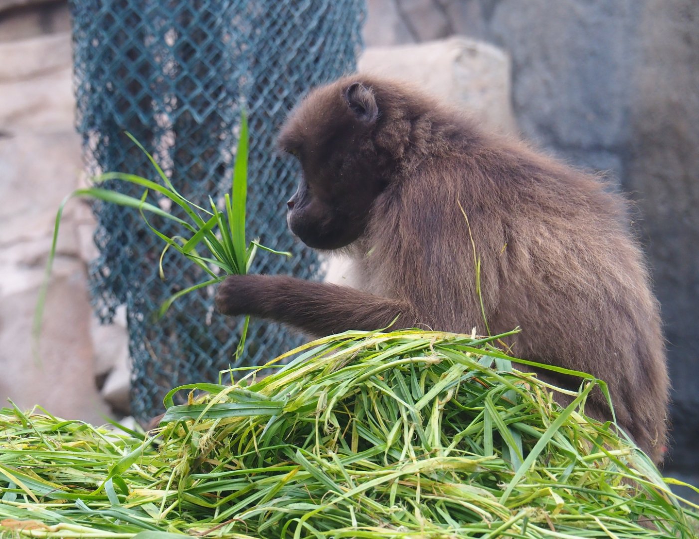 Gelada (Theropithecus gelada), Nov 10th, 2018