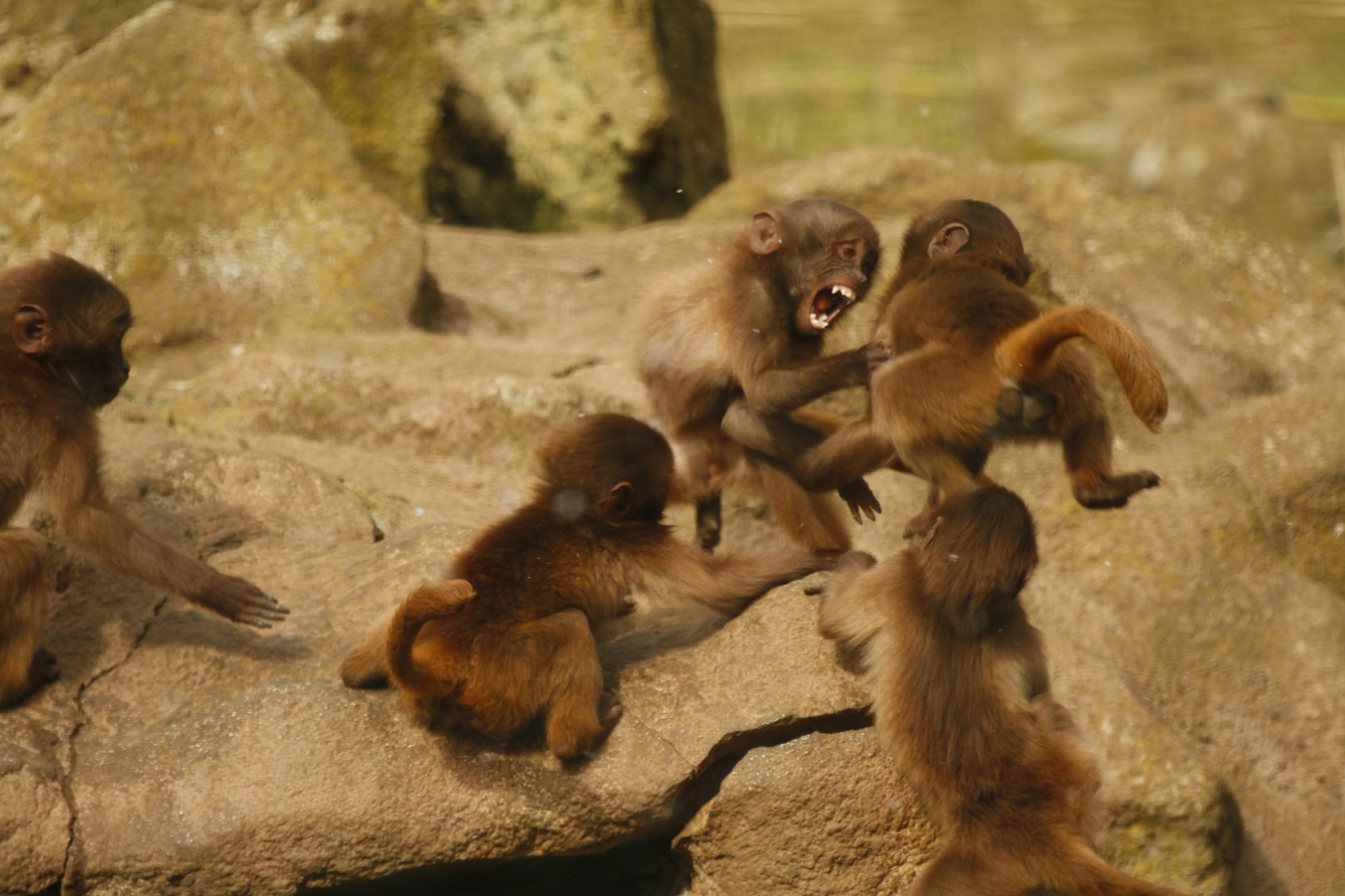 Gelada (Theropithecus gelada) youngsters playing