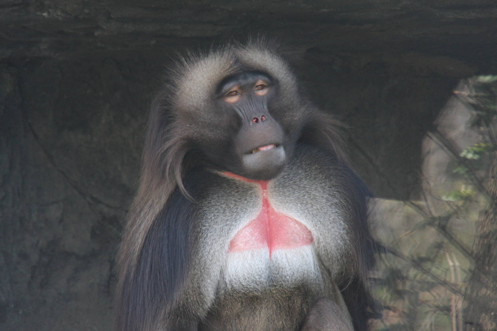 Gelada (Theropithecus gelada)