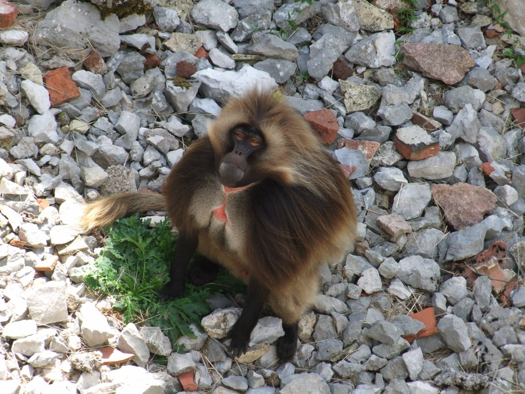 Gélada  (Theropithecus gelada)