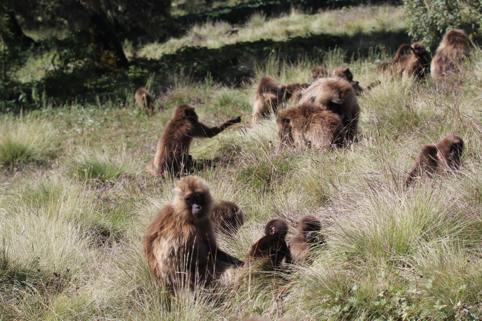 gelada (Theropithecus gelada)